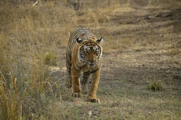 Udaipur, Ranthambore, Jaipur Sightseeing Package